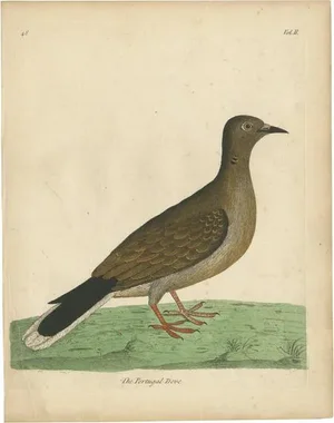 Albin, Portugal Dove, 1740, Print