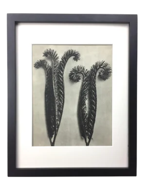 Framed Vintage Photogravure Blossfeldt Botanical Print - No. 11