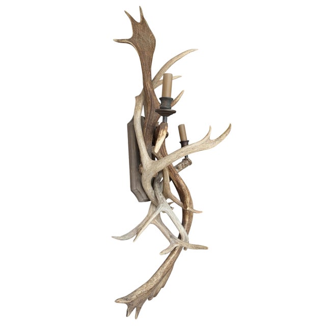 Brown Pair of Fallow Deer Antler Sconces For Sale - Image 8 of 13