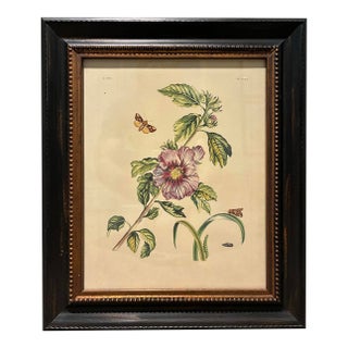 Vintage Moth & Hibiscus Botanical Illustration in Black & Gold Wood Frame For Sale