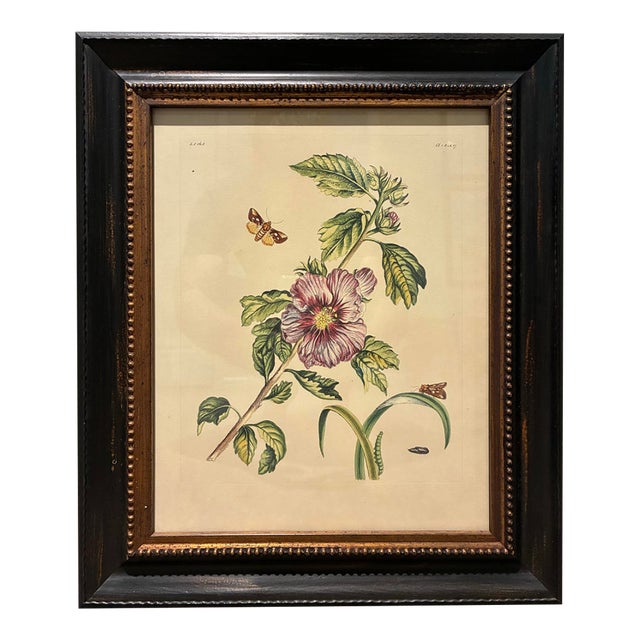 Vintage Moth & Hibiscus Botanical Illustration in Black & Gold Wood Frame For Sale