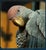 Gray Brass Parrot Figurine – 6.7" Gray Bird Sculpture on Wooden Branch For Sale - Image 8 of 11