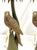 20th Century Palm Beach Chic Parrot and Palm Tree Lamps- A Pair For Sale - Image 9 of 18