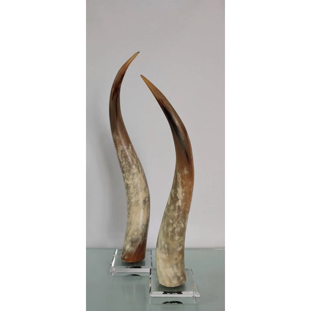 Contemporary Vintage Texas Longhorns Mounted on Acrylic - a Pair For Sale - Image 3 of 8