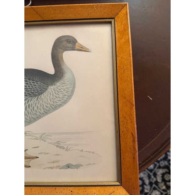 Brown Antique Beverly Morris Original Bean Goose & Grey Lag Goose Framed Prints c.1855 - Set of 2 For Sale - Image 8 of 15