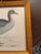 Brown Antique Beverly Morris Original Bean Goose & Grey Lag Goose Framed Prints c.1855 - Set of 2 For Sale - Image 8 of 15