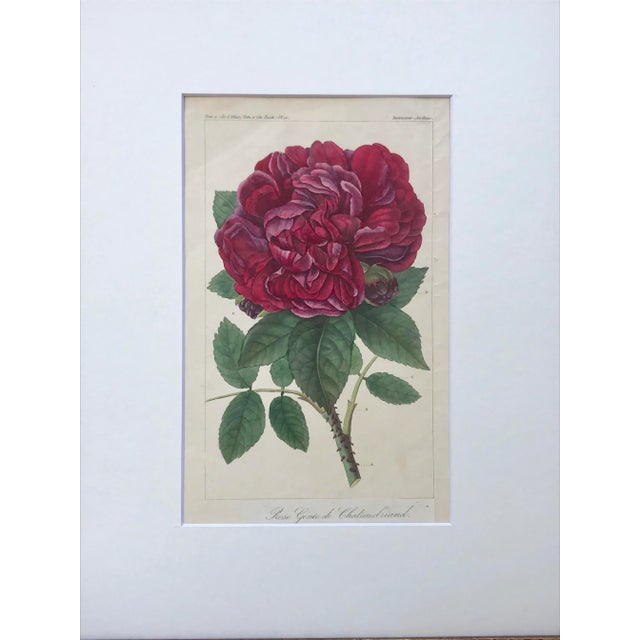A Beautiful original 19th century antique French hand colored etching of a rose. Presented matted and framed.