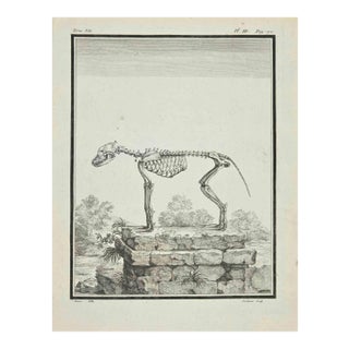 Claude Jardinier, The Skeleton, Etching, 1771 For Sale