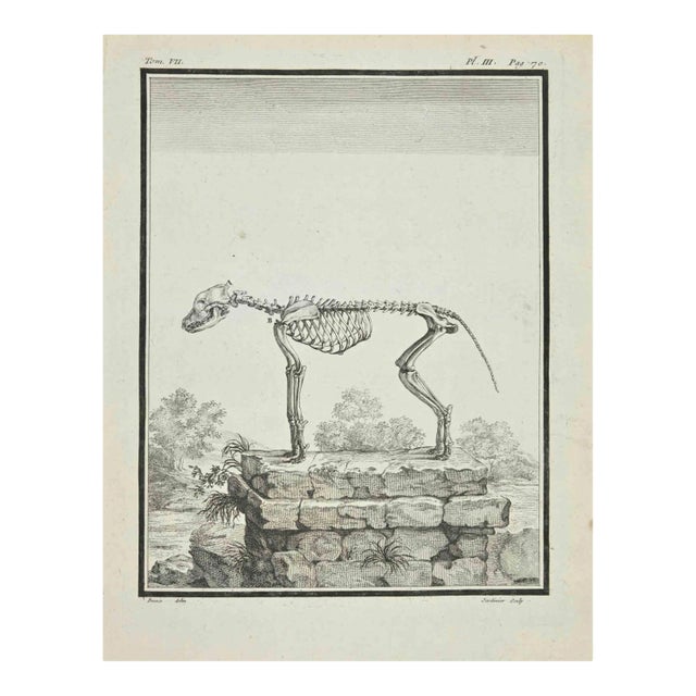 Claude Jardinier, The Skeleton, Etching, 1771 For Sale