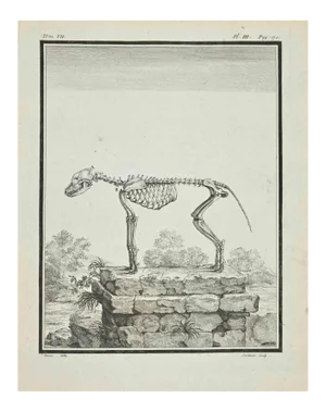Claude Jardinier, The Skeleton, Etching, 1771