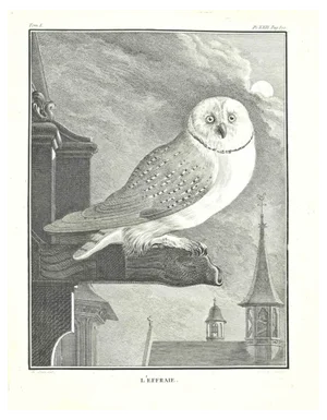 Jean Charles Baquoy, l'Effrieie, Etching by Jean Charles Baquoy, 1771, 1800s, Etching