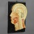 Antique Teaching Aid Median Incision of the Human Head, 1920s For Sale - Image 3 of 7
