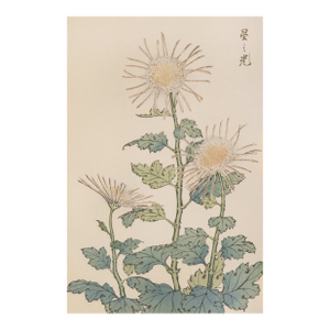 Spider Chrysanthemum Trio by Hasegawa Japanese Botanical Art Print, 24" X 36"