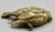 French Gilt Bronze Sparrow Bird Sculpture Paperweight Attributed to Comoléra For Sale - Image 4 of 8