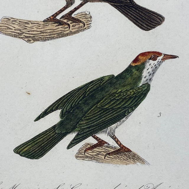 18th Century French Antique 18th Century Bird Engraving Hand Colored Artwork For Sale - Image 5 of 8