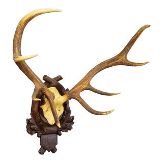 Black Forest 8 Pointer Red Deer Trophy on Carved Plaque Germany 1930s For Sale
