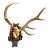Black Forest 8 Pointer Red Deer Trophy on Carved Plaque Germany 1930s For Sale