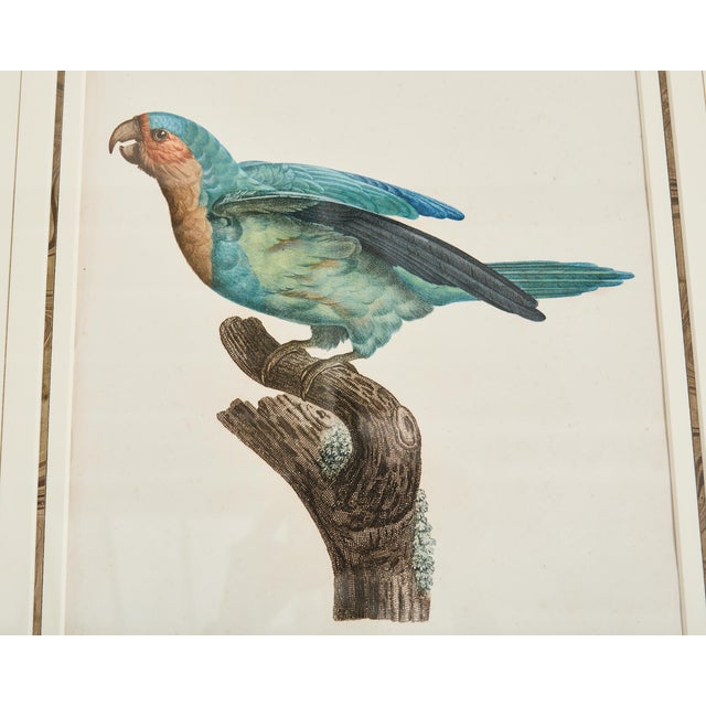 Pair Jacques Barraband Hand Colored Ornithological Bird Prints For Sale - Image 11 of 17