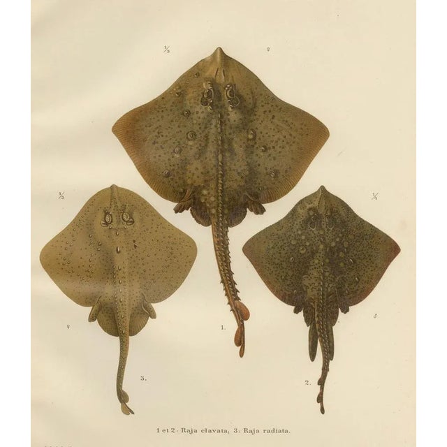 Paper W. v. Wright, Thornback and Starry Rays from Pisces Scandinaviae, 1895, Lithograph For Sale - Image 7 of 10