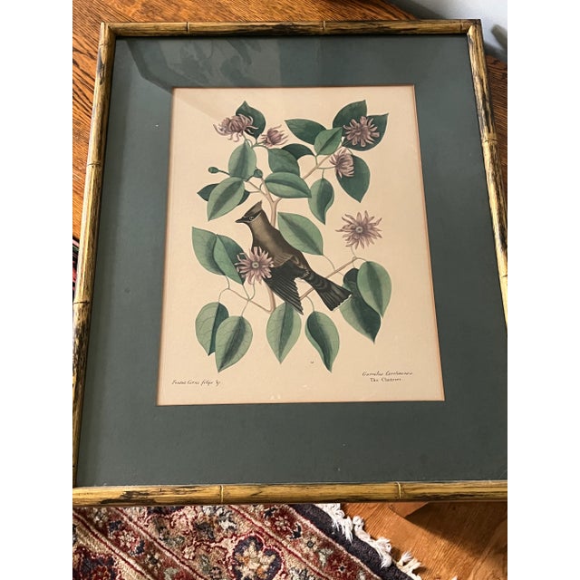 Green Antique Hand Colored Bird Engravings Framed Mark Catesby Set For Sale - Image 8 of 14