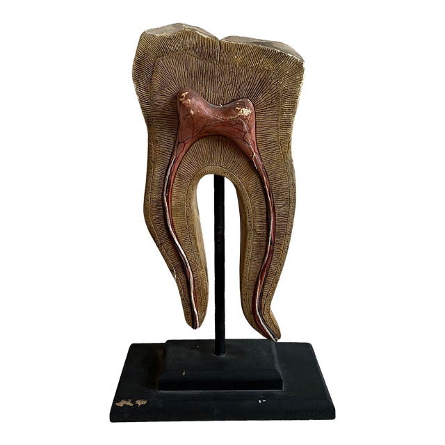 Vintage HandCarved Wood Tooth Model on Stand Chairish