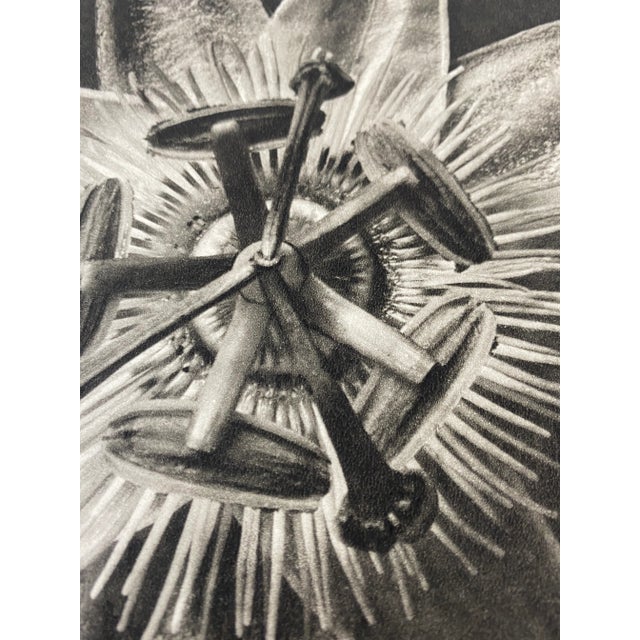Traditional 1930s Botanical Blossfeldt Print - No. 85 For Sale - Image 3 of 5