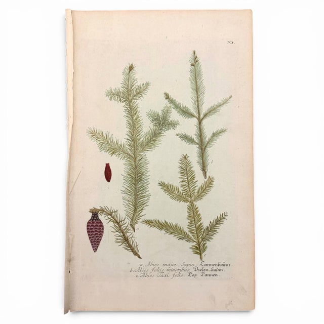 Original c.1730 hand-colored botanical mezzotints by Johann Wilhelm Weinmann, from Phytanthoza Iconographia, one of the...