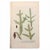 Original c.1730 hand-colored botanical mezzotints by Johann Wilhelm Weinmann, from Phytanthoza Iconographia, one of the...