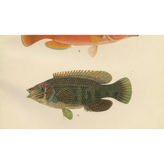 Wilhelm von Wright, Wrasse Duo and Corkwing, 1895, Print For Sale - Image 4 of 5