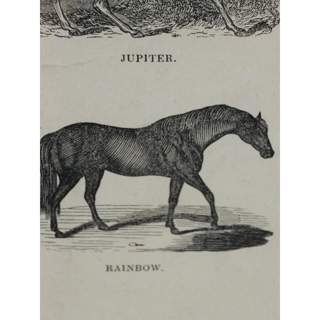 Webb & Millington, The Panorama of Horses, 1850, Engraving For Sale - Image 14 of 18