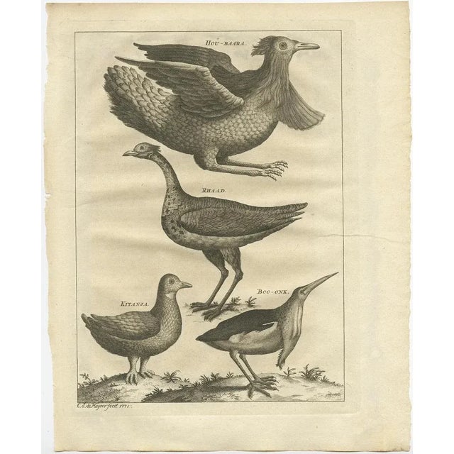 Antique print titled 'Hou-Baara, Rhaad (\.)'. Old bird print depicting a houbara bird, the rhaad or Arabian bustard,...