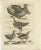 Antique print titled 'Hou-Baara, Rhaad (\.)'. Old bird print depicting a houbara bird, the rhaad or Arabian bustard,...