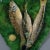 Alfred Renoleau French Palissy Majolica wall plaque which features three overlapping fish laid onto a large leaf....