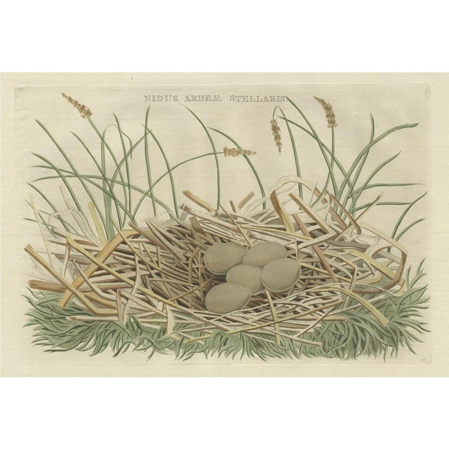 Late 18th Century Birds Nest and Eggs of the Eurasian Bittern, 1770, Print For Sale - Image 5 of 5