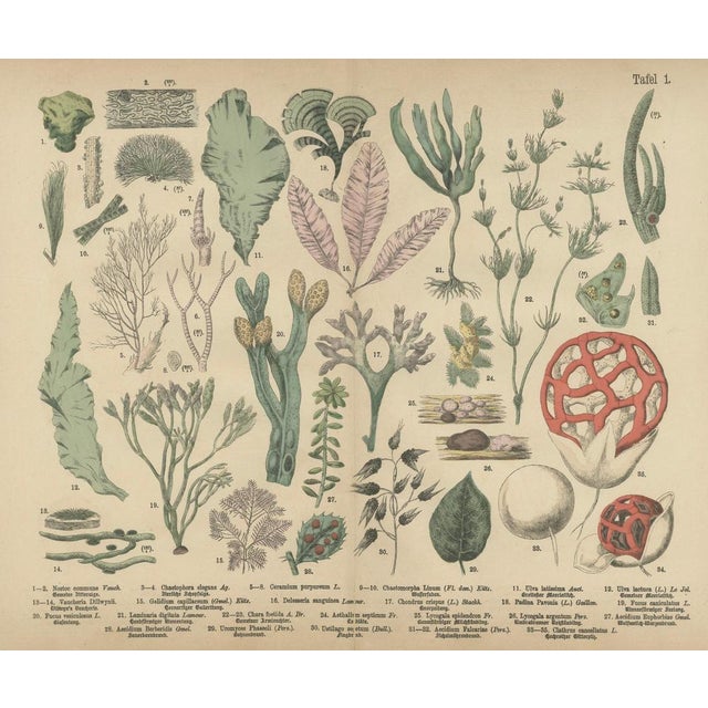 Fly Agaric & Chanterelle Mushrooms – Antique Botanical Lithograph Set, 1885 This refined set of three large-format...