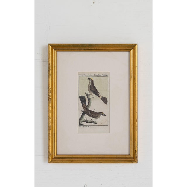 19th Century 19th Century Set of Framed Avian / Bird Engravings For Sale - Image 5 of 11
