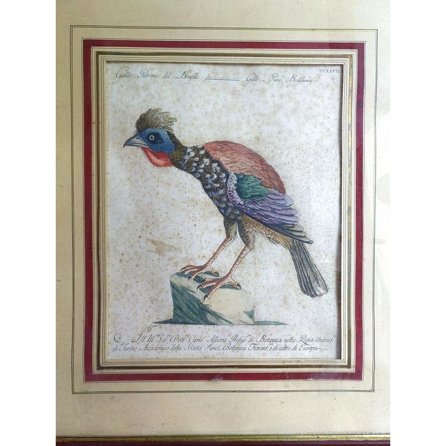 Saverio Manetti, Gallo Pavone del Brasile, 20th Century, Print, Framed For Sale - Image 9 of 13