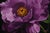 Purple Peony in Sunlight by Sarah van der Helm | Oil Painting of a purple peony flower For Sale