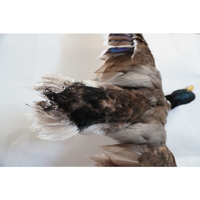Taxidermy Flying Mallard Duck For Sale - Image 12 of 13