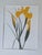 Henry Evans Botanical Linocut Prints Framed- Set of 4 For Sale - Image 11 of 17