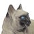 Italian Hand-Glazed Terracotta Siamese Cat Figurine, 9.5", C. 1965–1975 For Sale In San Francisco - Image 6 of 11