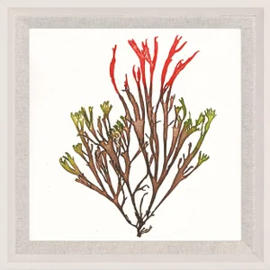 Bradbury Seaweeds 04, Framed Artwork
