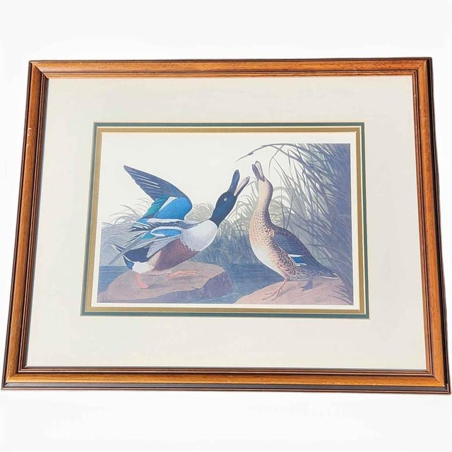 Late 20th Century Framed Northern Shoveler Duck Print After Audubon, Vintage Hand-Colored Style Ornithological Wall Art For Sale - Image 5 of 5
