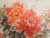Paper Guo Se Tian Xiang" (National Beauty, Heavenly Fragrance) - Original Large-Scale Chinese Peony Painting For Sale - Image 7 of 18