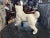 Antique French Bulldog Sculpture | Early 20th Century Plaster & Metal Figure, Circa 1910–1920 For Sale - Image 6 of 12
