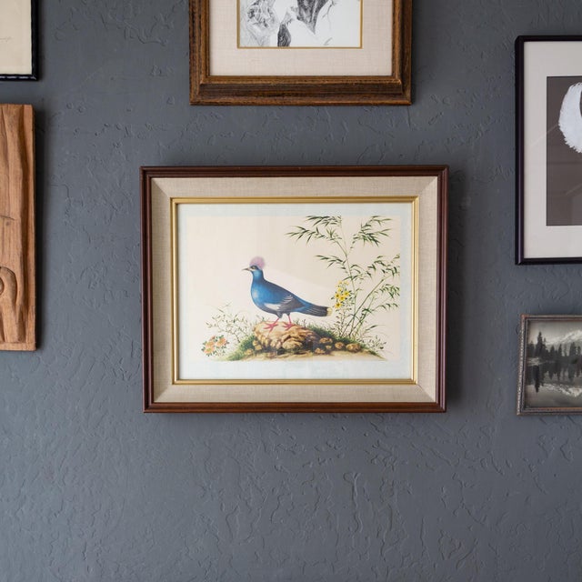 Framed Audubon Style Mid Century Bird Print of a Blue Crowned Pigeon For Sale - Image 9 of 10