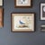Framed Audubon Style Mid Century Bird Print of a Blue Crowned Pigeon For Sale - Image 9 of 10