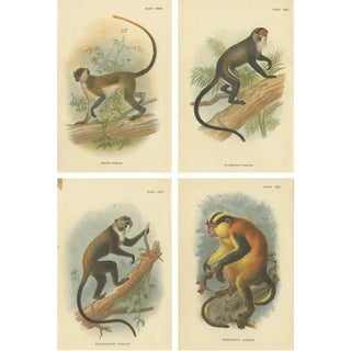 Lloyd, Guenon Monkey Species, 1890s, Paper, Set of 4 For Sale
