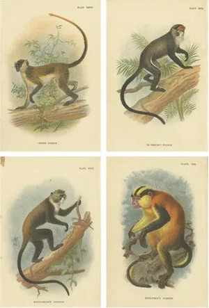 Lloyd, Guenon Monkey Species, 1890s, Paper, Set of 4
