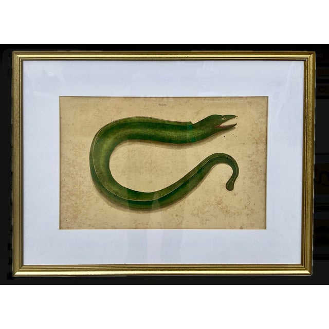 18th Century Framed Engravings by Mark Catesby, Set of Nine Natural History Art For Sale - Image 10 of 17